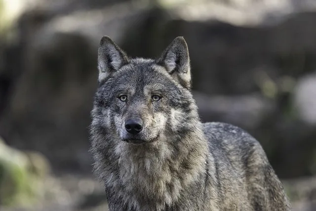 Erster Wolfsabschuss in der Steiermark: Weidetierhalter sehen Signalwirkung - wolf tyrol