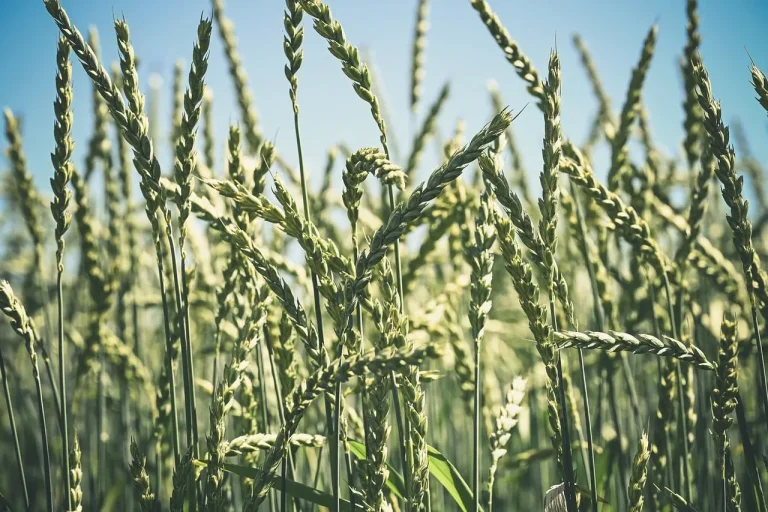 Extremwetter zwingt Landwirtschaft zu grundlegender Anpassung