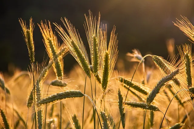 Hybridroggen als Klimaretter? Überraschende Ergebnisse aus der Pflanzenforschung - hybrid rye field
