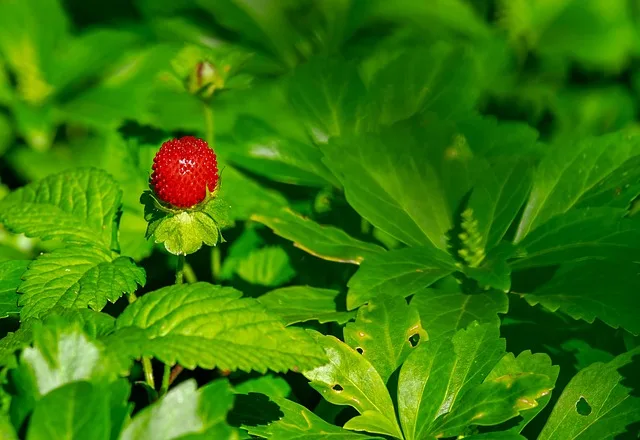 Klimawandel setzt Erdbeerbauern unter Druck: Ernteausfälle und steigende Kosten - strawberry field drought