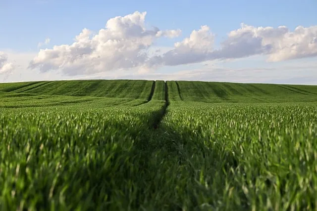 Landwirtschaftliche Einkommen 2025: Deutlicher Anstieg trotz struktureller Herausforderungen - austrian farmer income