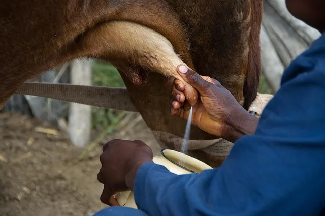 Milchleistung in der EU: Produktivität steigt trotz sinkender Kuhzahlen um 22 Prozent - dairy cow milking