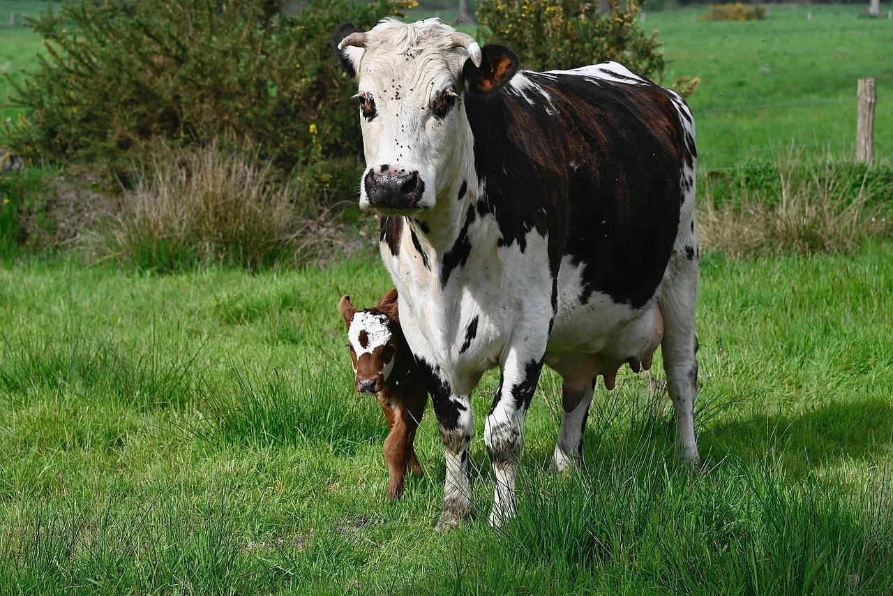 Mutterkuh-Angriff im Kühtai: Sicherheitsdebatte um Weidetiere neu entfacht - cow attack hiker