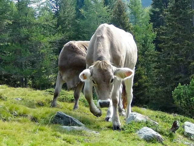 Mutterkuh-Angriff im Kühtai: Sicherheitsdebatte um Weidetiere neu entfacht - cow attack hiker