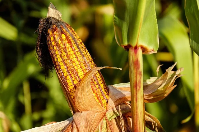 Niederösterreichs Landwirte fürchten 50-Prozent-Einbußen bei der Herbsternte - wheat field damage hail