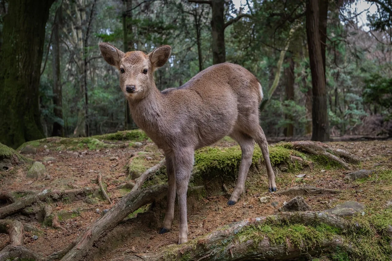 Proteste gegen EU-Verbot von Sikawild: Jäger und Landwirte fordern Bestandsmanagement - sika deer europe
