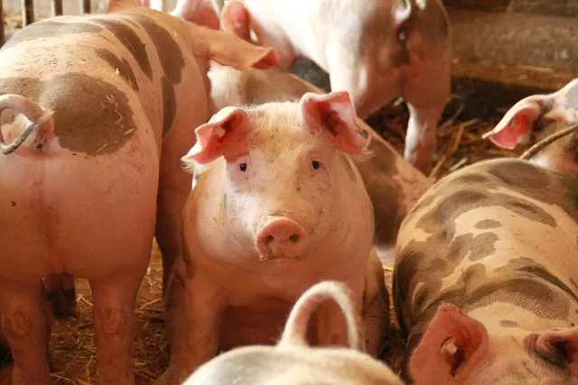 Schweinepreise-Verfall fordert erstes großes Opfer: Schweinezucht-Riese insolvent - pig farm bankruptcy
