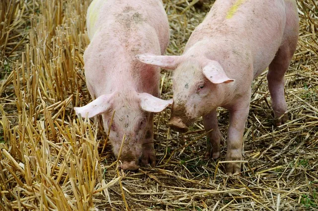 Schweinepreisverfall: Deutsche Bauern schlagen Alarm und fordern sofortige Maßnahmen - pig farmer protest