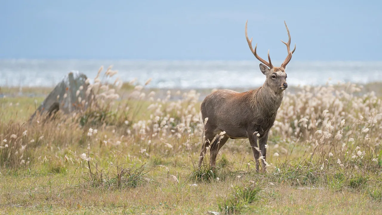 Sikahirsch in der EU: Zwischen Artenschutz und Landwirtschaft - sika deer