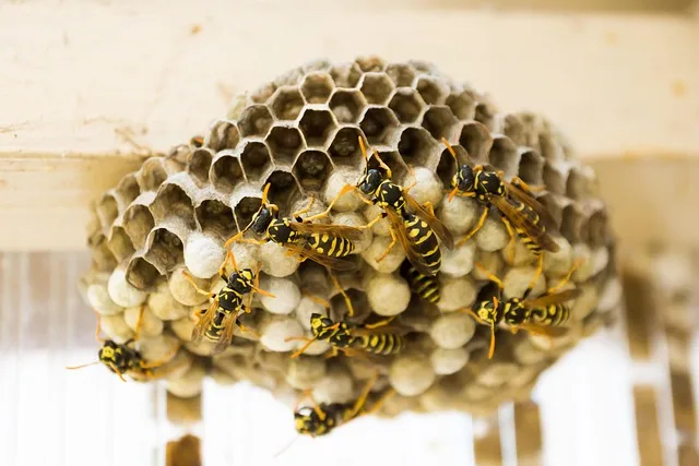 Starkes Wespenjahr erwartet: Ursachen unklar, Maßnahmen für den Umgang mit Nestern - wasp nest removal