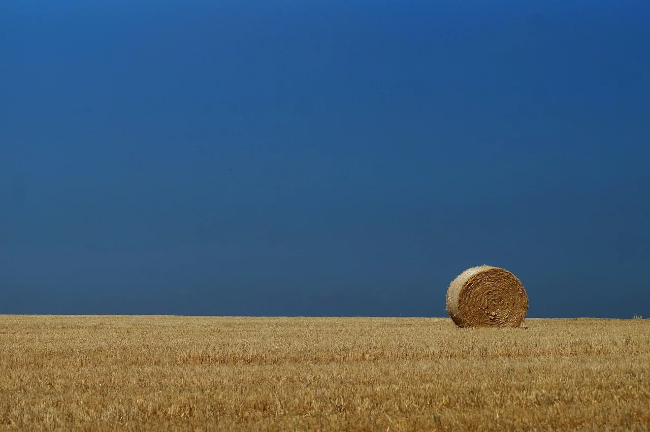 Trockenheit bedroht Heuernte in Salzburg: Erneut geringere Erträge erwartet - dry hay field