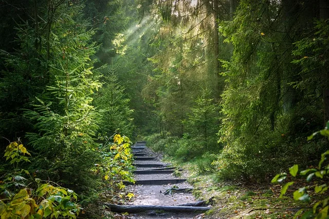 Trockenheit setzt Wäldern in Oberösterreich zu: Borkenkäfergefahr steigt - dry forest Austria