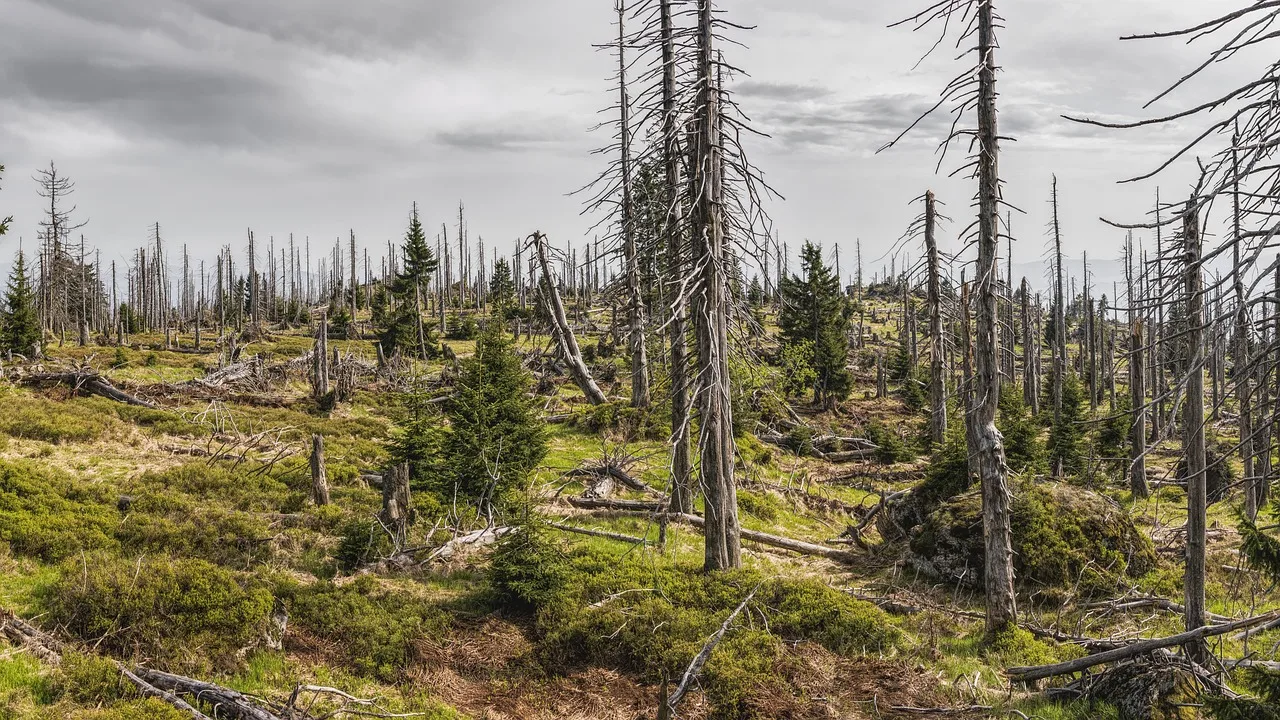 Trockenheit setzt Wäldern zu: Dringender Wasserbedarf für die Ökosysteme - dry forest