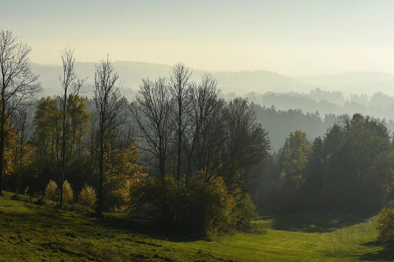 Wolfsichtungen im Mühlviertel: Landwirte vertreiben Jungtiere aus Gehöftnähe - wolf oberösterreich