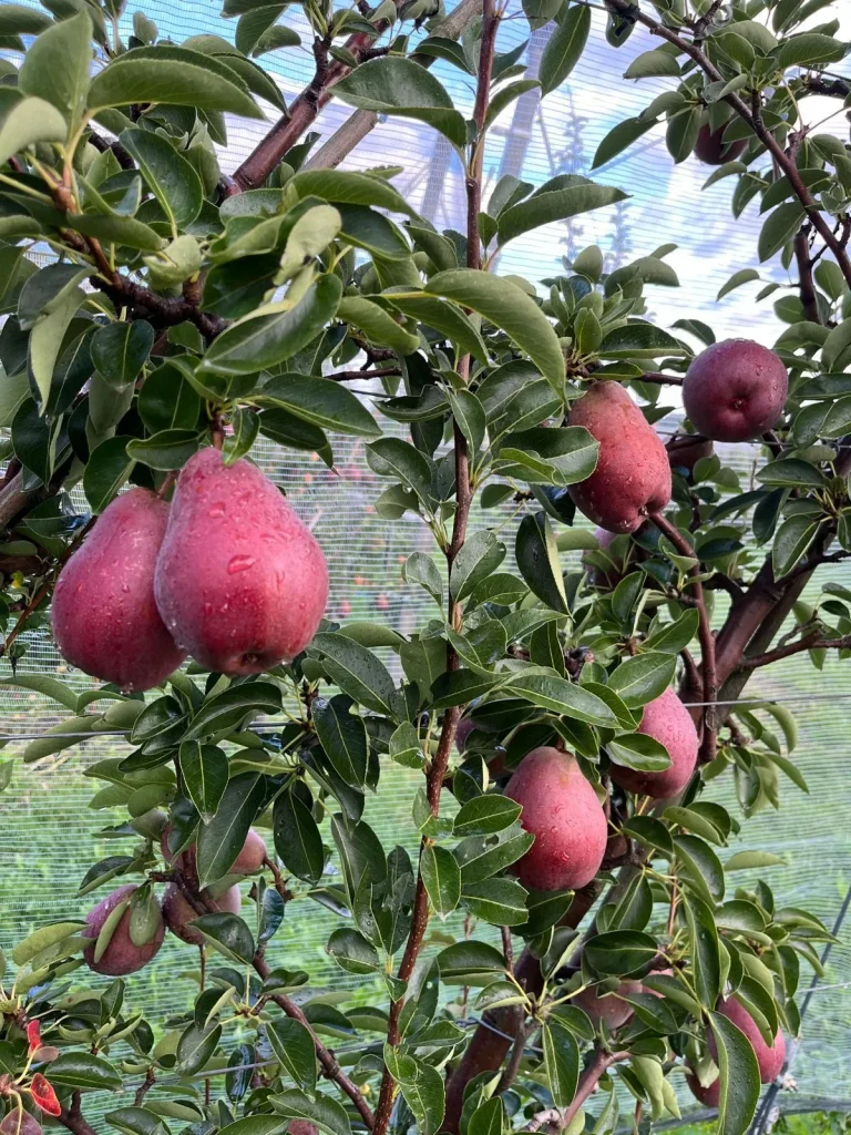 Oberösterreichische Birnen und Äpfel gewinnen an Beliebtheit
