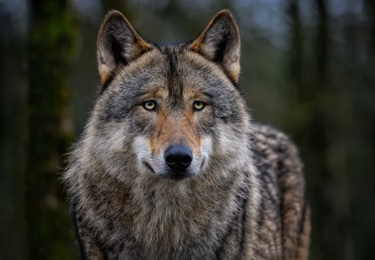 Abschussfreigabe für Wolf im Mühlviertel: Behörden reagieren auf Risikotier