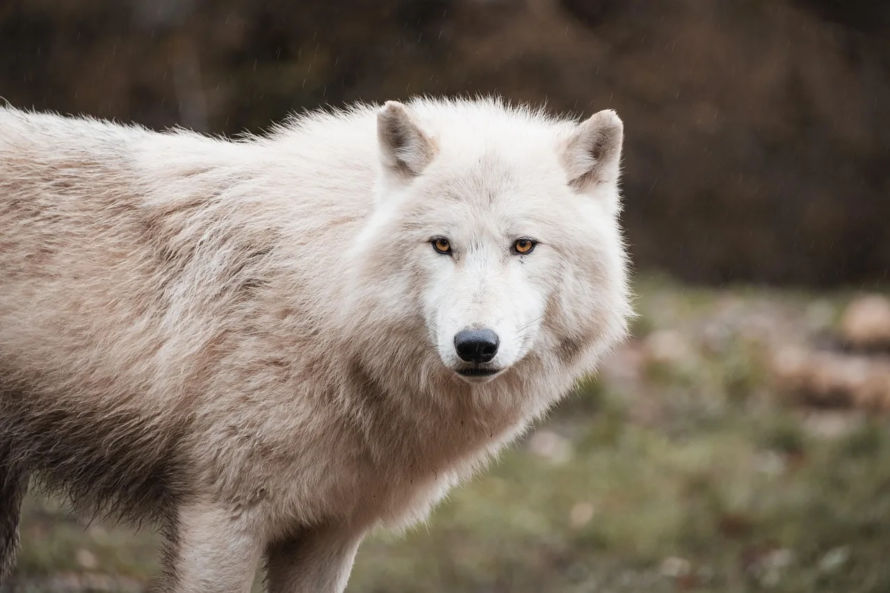 Abschussfreigabe für Wolf nach Schafrissen: Behörde erteilt Entnahmegenehmigung - wolf sheep pasture