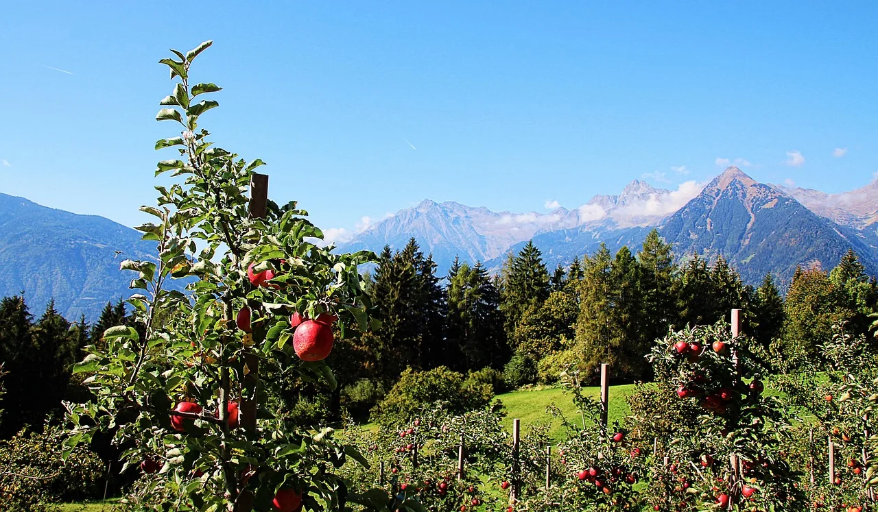Apfelernte unter Zeitdruck: Wetterlage setzt Südtiroler Obstbauern zu - apple harvest south tyrol
