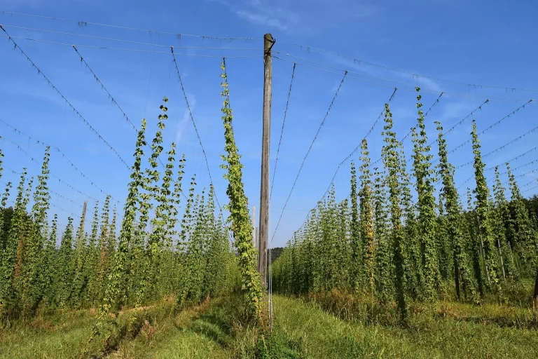 Deutsche Hopfenbauern zwischen Klimastress und rückläufigem Bierkonsum