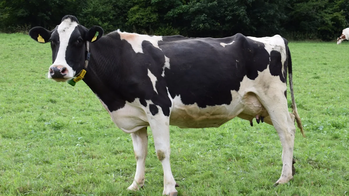 Dürre in Salzburg: Schlachthöfe verzeichnen erhöhten Andrang - cattle drought salzburg