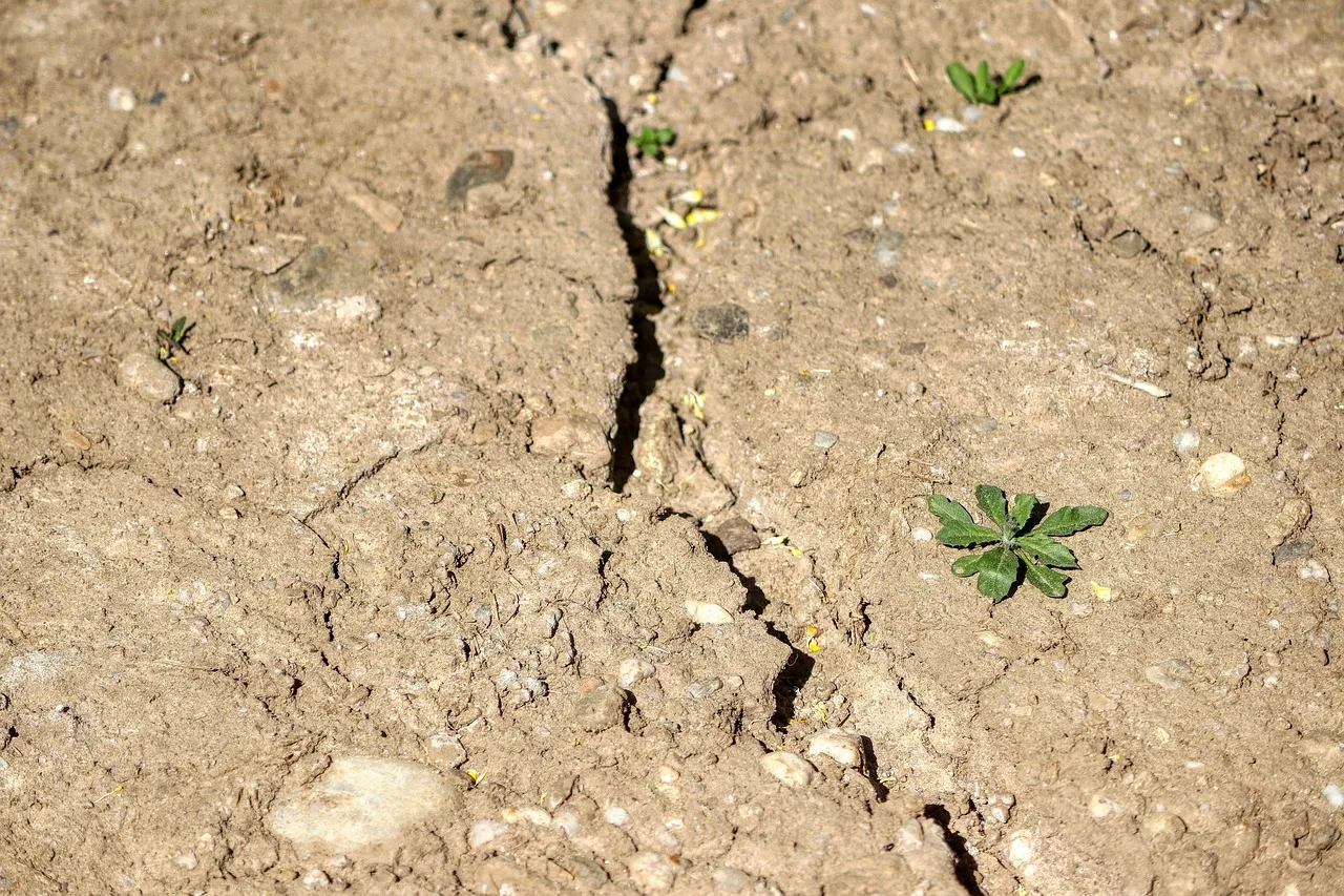 Ernteausfälle treiben Getreidepreise: Auswirkungen auf die Brotpreise in Oberösterreich - wheat field drought