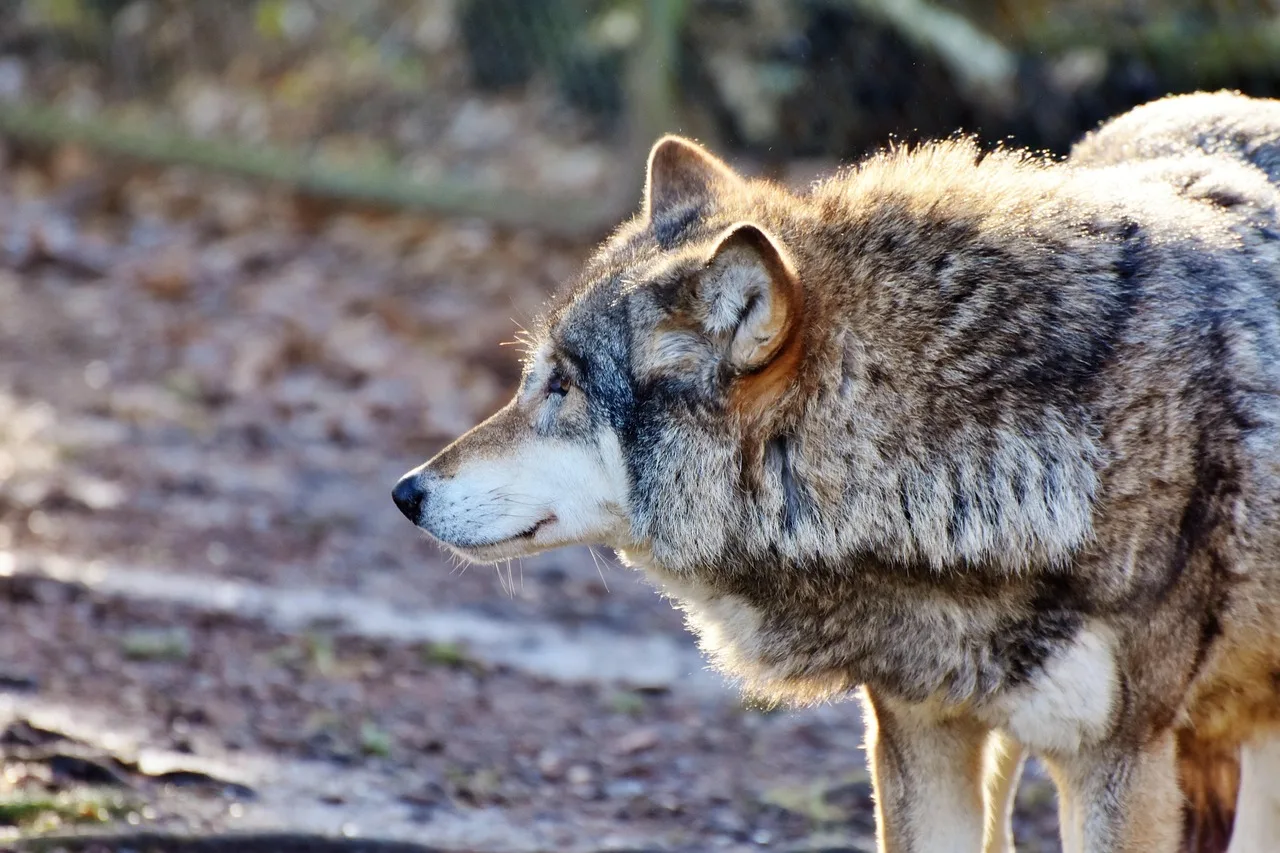 Erstmals Wolfsrudel in Liechtenstein nachgewiesen: Amt bestätigt Fortpflanzung - wolf pack alps