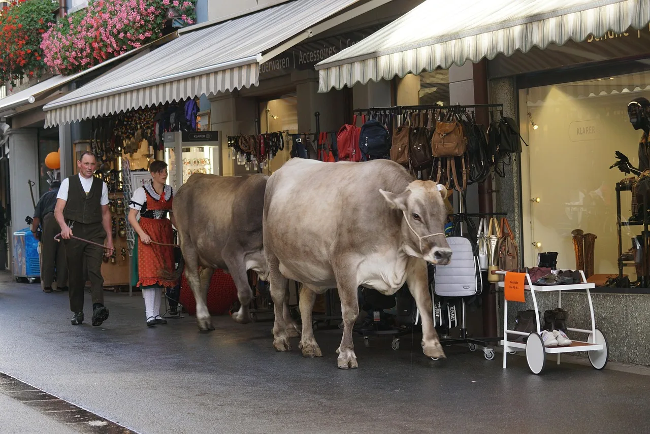 Frühzeitiger Almabtrieb in Niederösterreich: Hitze und Trockenheit setzen Almen unter Druck - alpine cattle