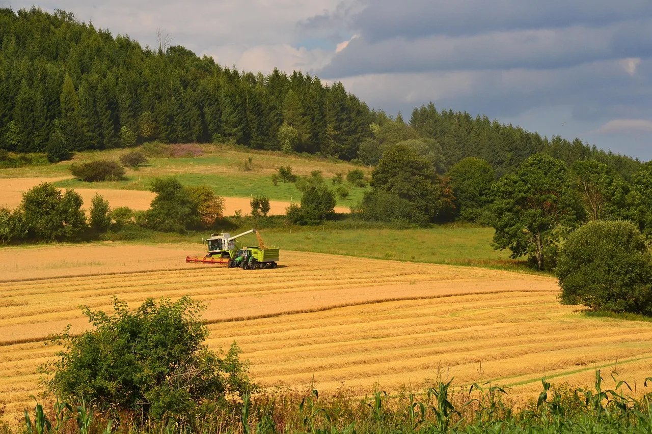 Getreideernte Ostösterreich: Ernsteinbußen bis zu 80 Prozent gemeldet - wheat field drought