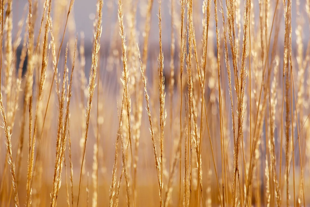 Landwirtschaft erwartet massive Ernteausfälle: Lagebericht zur aktuellen Saison - dry cracked field