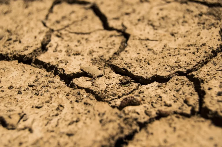 Neue Sorten und Kulturen: Wie Landwirte auf die Dürreperioden des Klimawandels reagieren