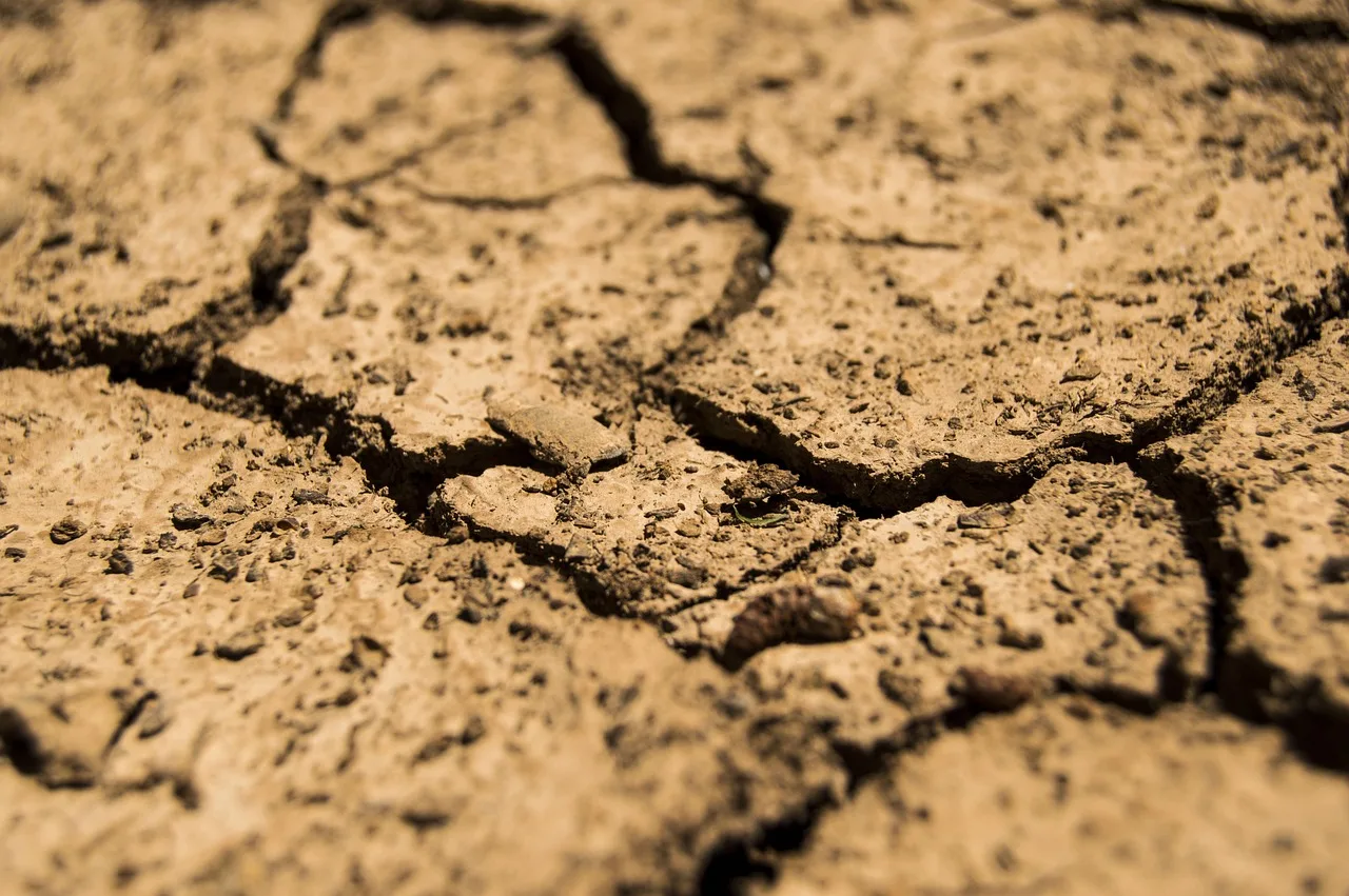 Neue Sorten und Kulturen: Wie Landwirte auf die Dürreperioden des Klimawandels reagieren - dry cracked soil crop field