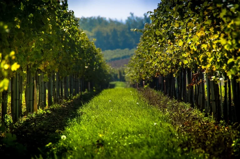 Oberösterreichs Weinbau: Trotz kleiner Fläche, stabile Erträge