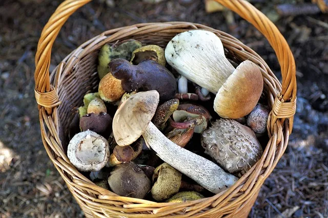 Pilzmangel: Trockenheit treibt Preise und zwingt Gastronomie zu Importen - dry forest mushrooms