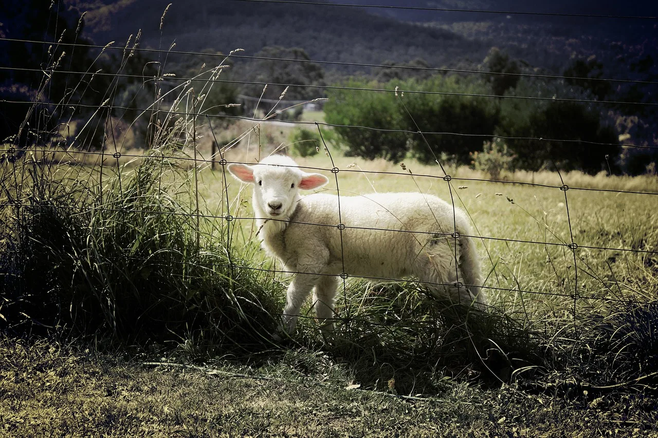Raubtier überwindet Weidezaun und tötet 31 Schafe auf Alm - sheep pasture electric fence