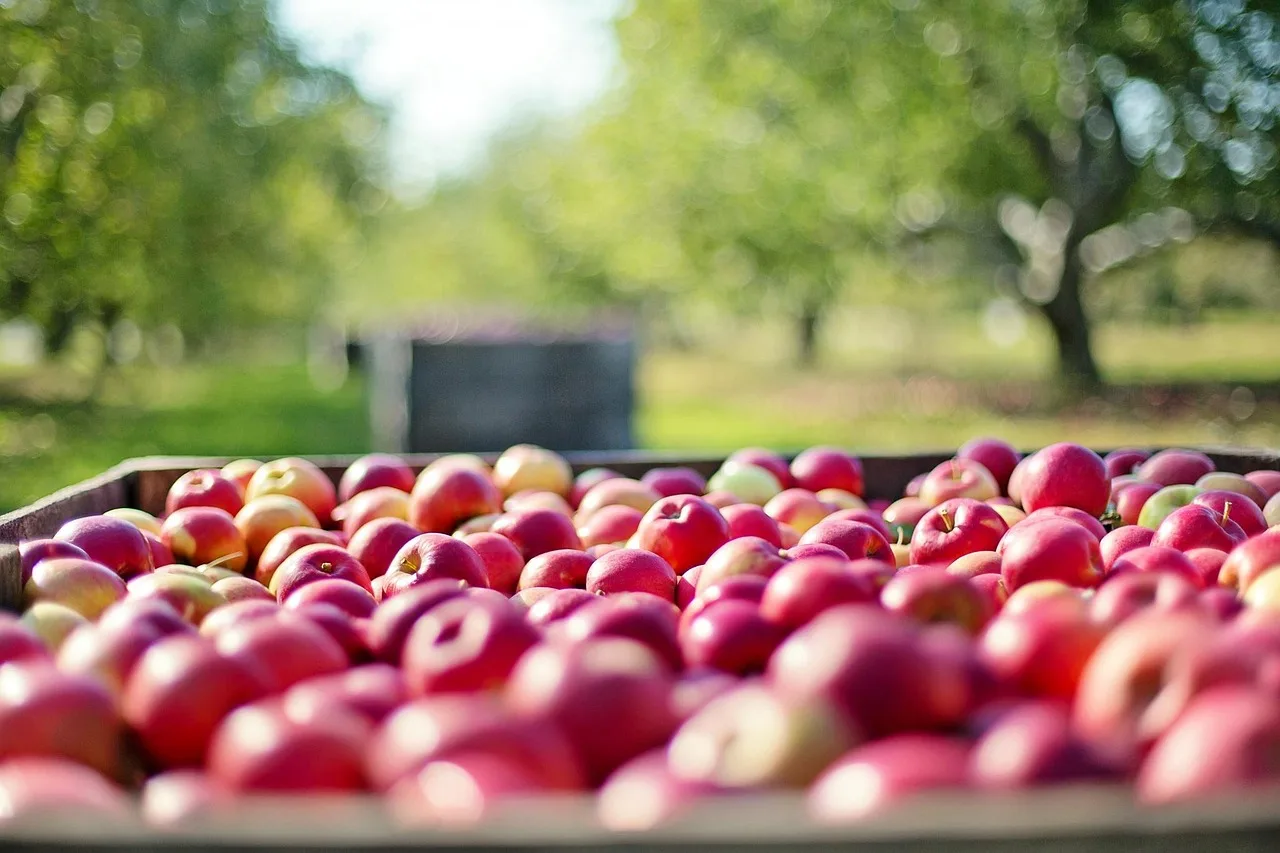 Rekordernte sorgt für Engpässe bei mobilen Obstpressen in Salzburg - apple harvest press