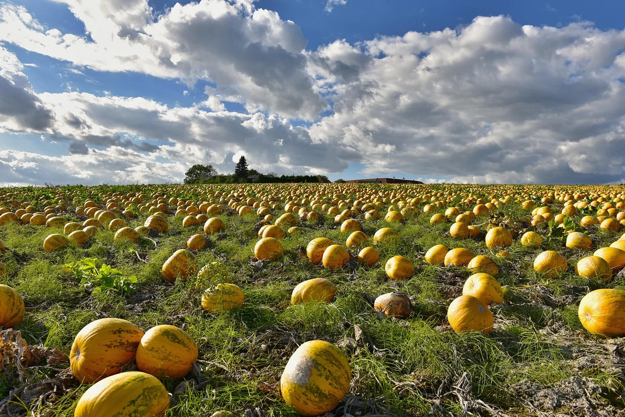 Steirische Kürbiskernernte 2026: Unterdurchschnittliche Mengen, aber herausragende Qualität erwartet - pumpkin seed field styria