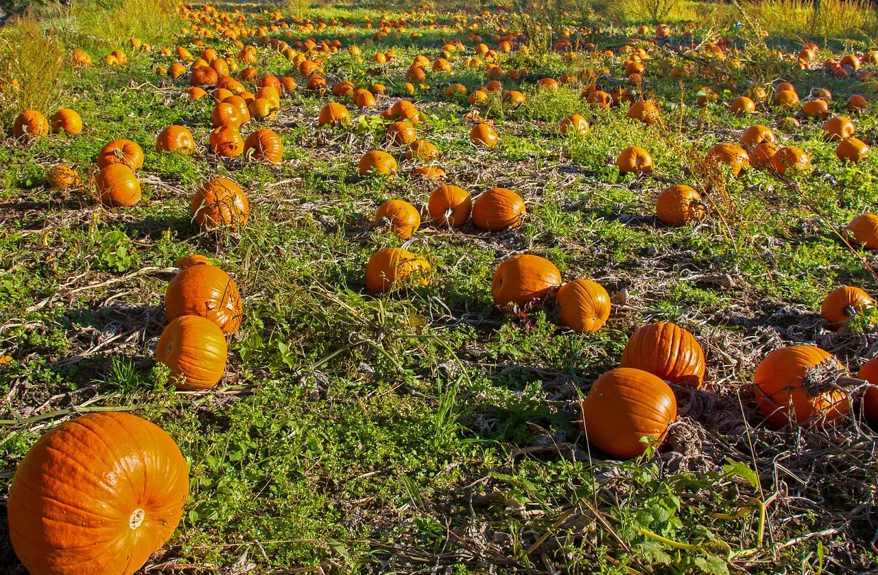 Steirischer Kürbis unter Druck: Hitze und Trockenheit lassen Kernöl-Ernte schrumpfen - pumpkin field drought