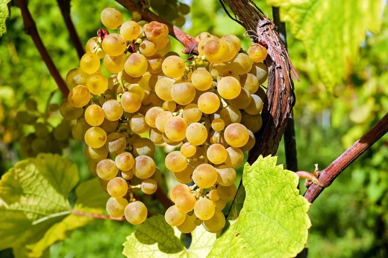 Vorzeitige Weinlese: Hitze und Trockenheit fordern von Winzern ihren Tribut