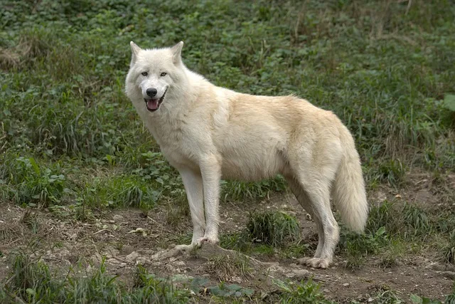 Wolfsabschuss in Vorarlberg: Behörde erlaubt Entnahme nach Riss im Montafon - wolf austria