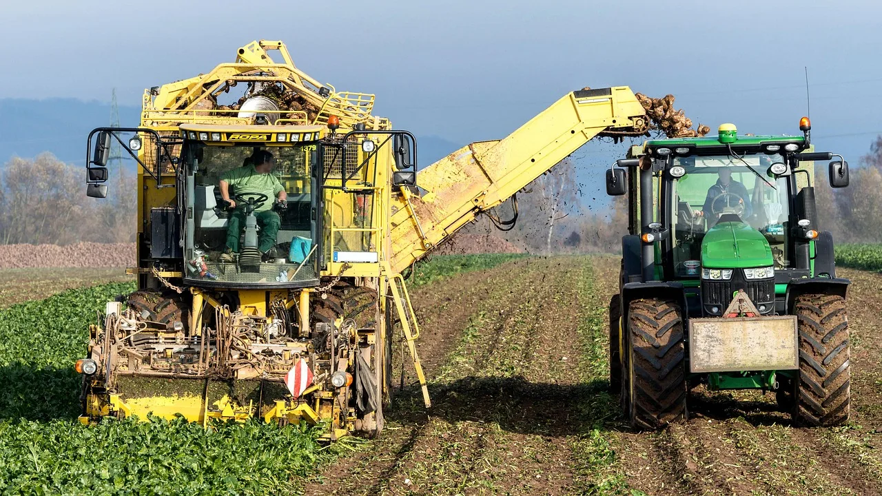 Zuckerrübenernte: Trockenheit und Krankheiten lassen Erträge um 40 Prozent sinken - sugar beet field drought