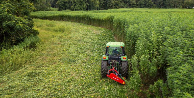 Hanf: Vom Acker bis zum Endprodukt
