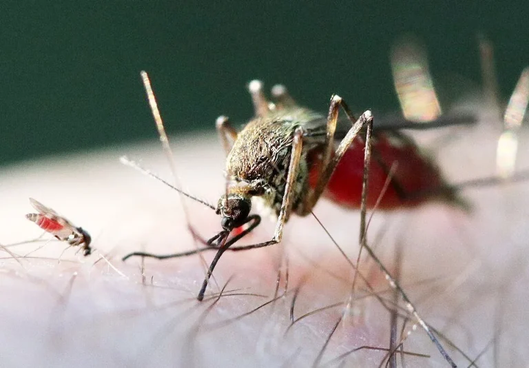 Shamonda-Virus bei Rindern