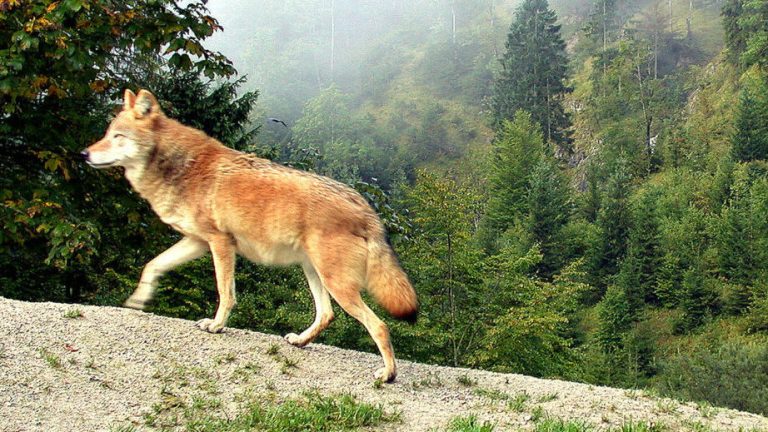 Studie: Wo der Wolf auf Weidetiere trifft