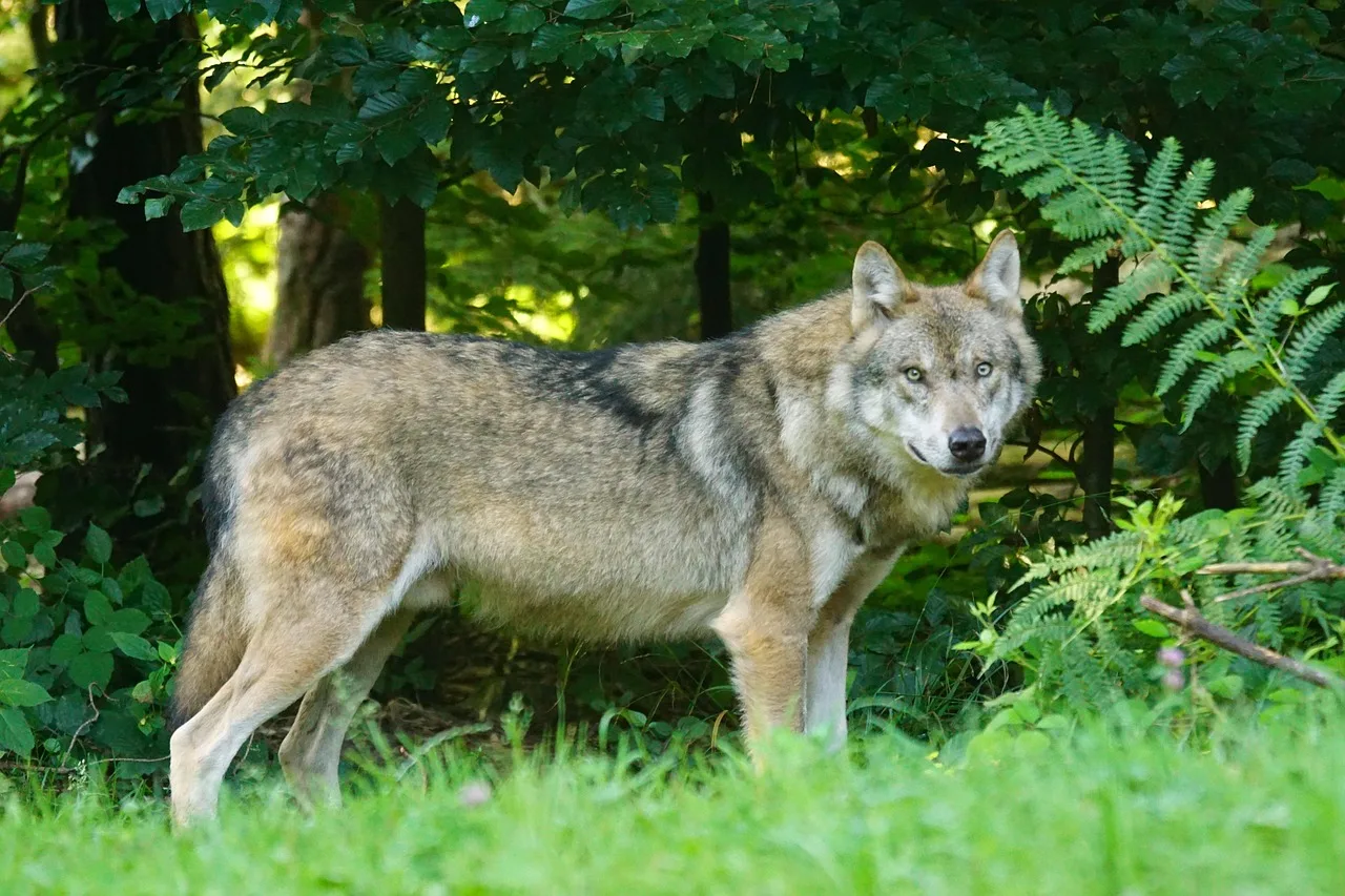 Debatte um Wolfsabschuss ohne Abschussverordnung im Montafon - wolf montafon austria