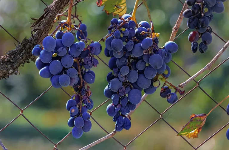 Dürre und frühe Lese: Österreichs Weinernte fällt deutlich kleiner aus