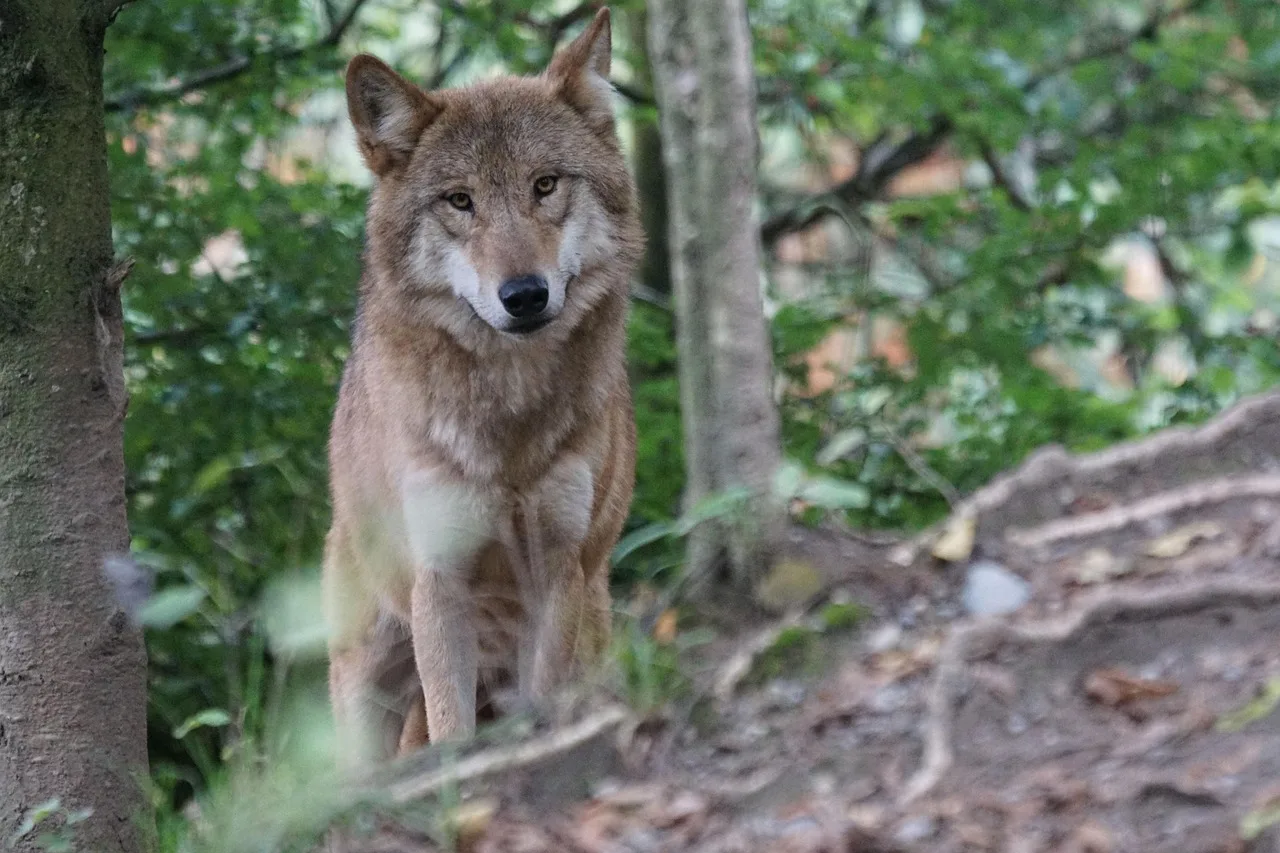 Jungtiere im Bezirk Landeck: Fotobelege sichern Wolfsrudel-Nachweis in Tirol - wolf tyrol