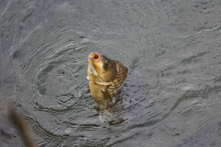 Karpfensaison in Bayern eröffnet: Teichwirte starten in die Abfischungsphase