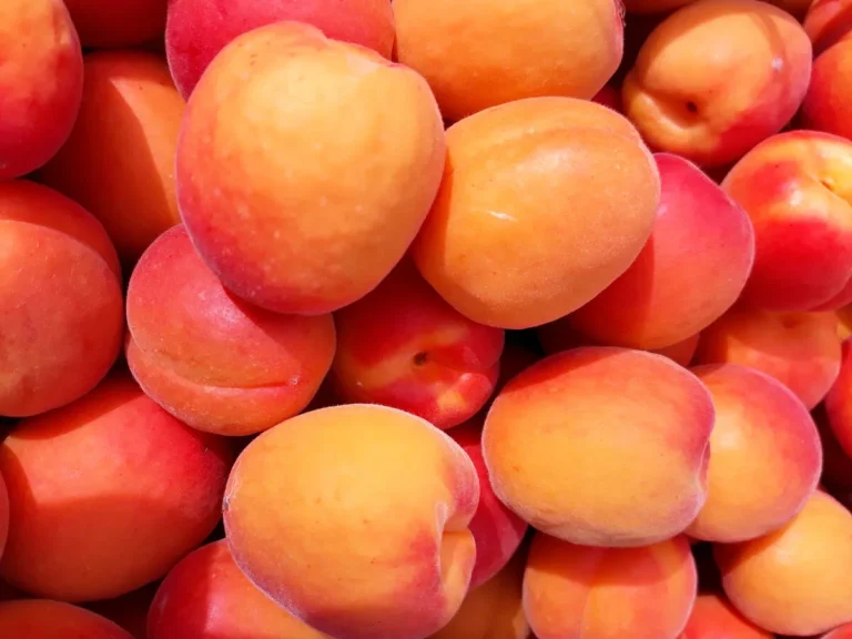 Praktikum, Saisonstelle Juni, Juli 2027 Obstbau – Marille – Foto 1 von 1
