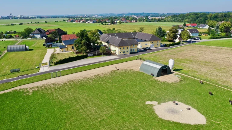 Wie aus drei Straußen ein Betriebszweig wurde