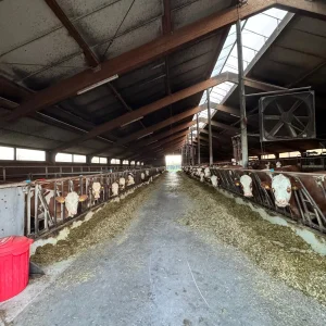 Landwirtschaftliches Praktikum 2027 auf einem Milchviehzuchtbetrieb – Foto 5 von 5